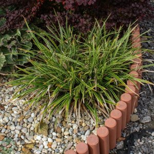 Ostrica japonská - Carex morrowii ´VANILLA ICE´, kont. C2L